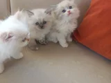 Muhteşem Beşliler