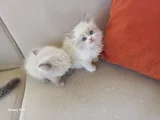 Muhteşem Beşliler