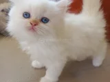 Muhteşem Beşliler