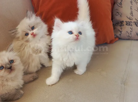 Muhteşem Beşliler