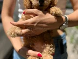 Apricot Toy Poodle Ped Eğitimli Aşılı