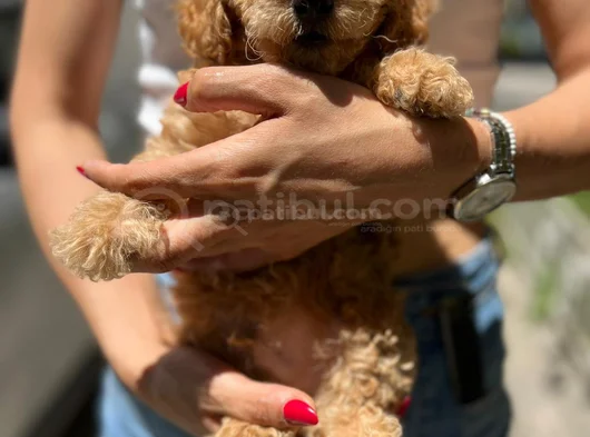 Apricot Toy Poodle Ped Eğitimli Aşılı görsel