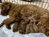 En İyisine Orjinaline Gerçek Toy Poodle Yavru Almak İsteyen