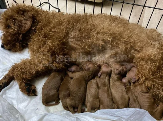 En İyisine Orjinaline Gerçek Toy Poodle Yavru Almak İsteyen görsel