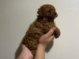En İyisine Orjinaline Gerçek Toy Poodle Yavru Almak İsteyen