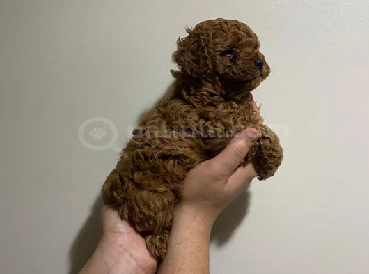 En İyisine Orjinaline Gerçek Toy Poodle Yavru Almak İsteyen görsel