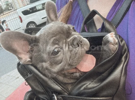 French Bulldog görsel