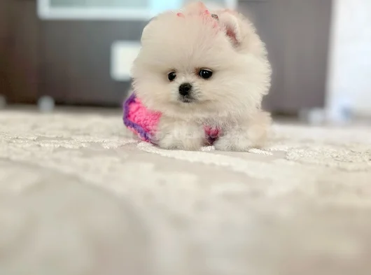 Kar Beyaz 2 Dişi Pomer Boo görsel