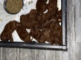 Kore Ömür Boyu Irk Ve 14 Gün Sağlik Garanti̇li̇ Kivircik Bebek
