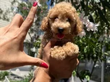 Apricot Toy Poodle Aşılı Ped Eğitimli Uygun Fiyatlı