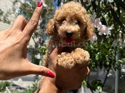 Apricot Toy Poodle Aşılı Ped Eğitimli Uygun Fiyatlı görsel