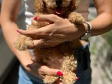 Apricot toy poodle ped eğitimli aşılı