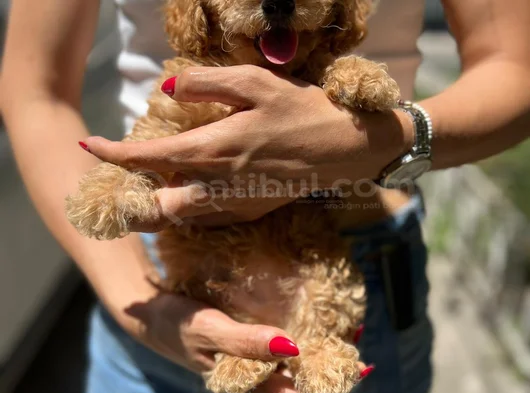 Apricot Toy Poodle Ped Eğitimli Aşılı
