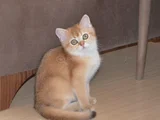Muhteşem British Shorthair Yavrular