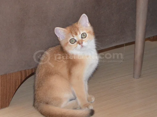 Muhteşem British Shorthair Yavrular görsel