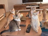 Muhteşem British Shorthair Yavrular