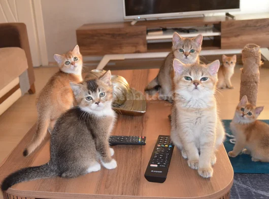 Muhteşem British Shorthair Yavrular görsel