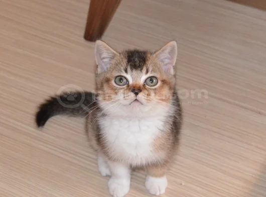 Muhteşem British Shorthair Yavrular görsel