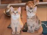 Muhteşem British Shorthair Yavrular