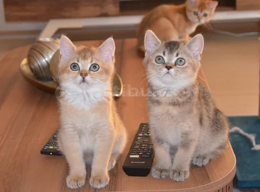 Muhteşem British Shorthair Yavrular
