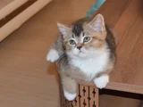 Muhteşem British Shorthair Yavrular