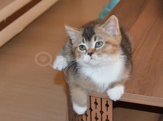 Muhteşem British Shorthair Yavrular görsel