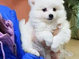 Safkan Samoyed Yavruları Yuvalarını Arıyor Mama Malzeme Kamp