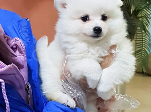 Safkan Samoyed Yavruları Yuvalarını Arıyor Mama Malzeme Kamp görsel