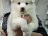 Safkan Samoyed Yavruları Yuvalarını Arıyor Mama Malzeme Kamp