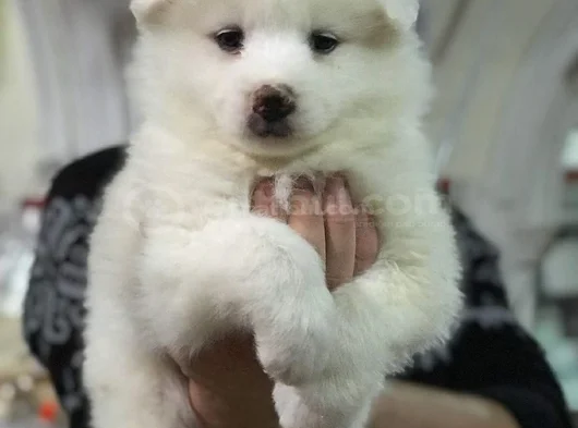 Safkan Samoyed Yavruları Yuvalarını Arıyor Mama Malzeme Kamp görsel