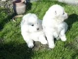 Safkan Samoyed Yavruları Yuvalarını Arıyor mama malzeme kamp
