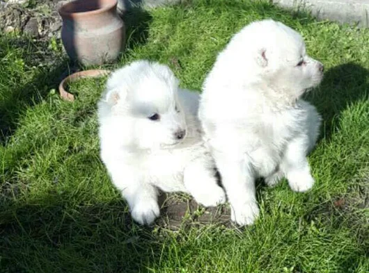 Safkan Samoyed Yavruları Yuvalarını Arıyor mama malzeme kamp