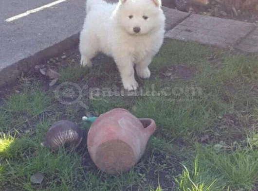 Safkan Samoyed Yavruları Yuvalarını Arıyor Mama Malzeme Kamp görsel