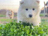 Safkan Samoyed Yavruları Yuvalarını Arıyor Mama Malzeme Kamp