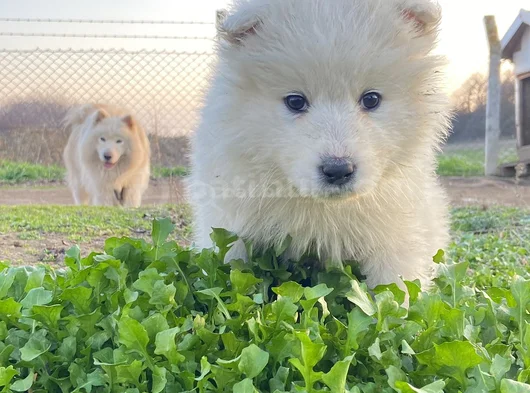 Safkan Samoyed Yavruları Yuvalarını Arıyor Mama Malzeme Kamp görsel