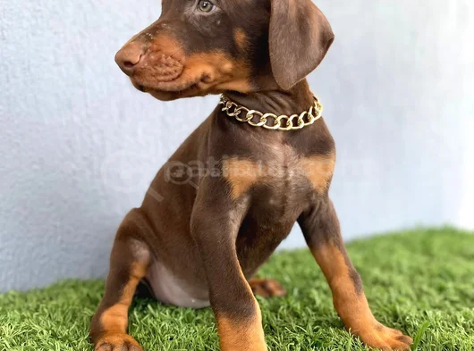 Mükemmel Kalitede King Doberman Yavrularımız görsel