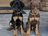 Mükemmel kalitede King Doberman yavrularımız