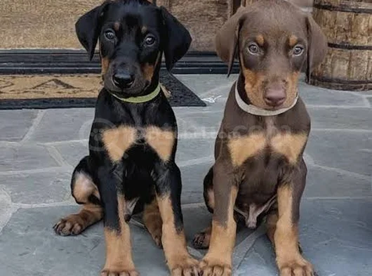 Mükemmel Kalitede King Doberman Yavrularımız