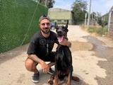 Mükemmel Kalitede King Doberman Yavrularımız