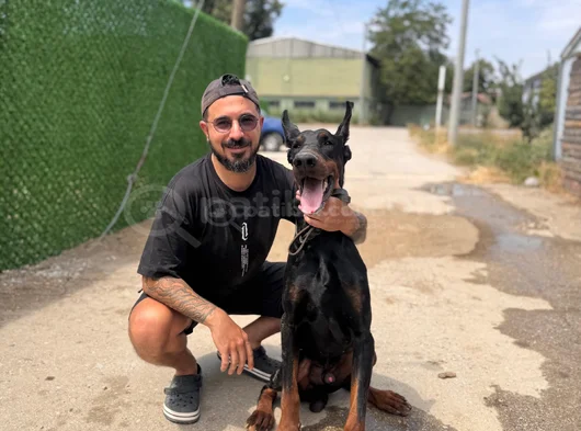 Mükemmel Kalitede King Doberman Yavrularımız görsel