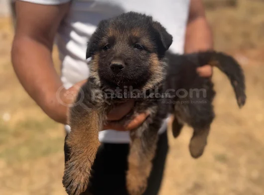 Dünya Şampiyonu Thor Un Oğlundan A Kalite Yavrular görsel