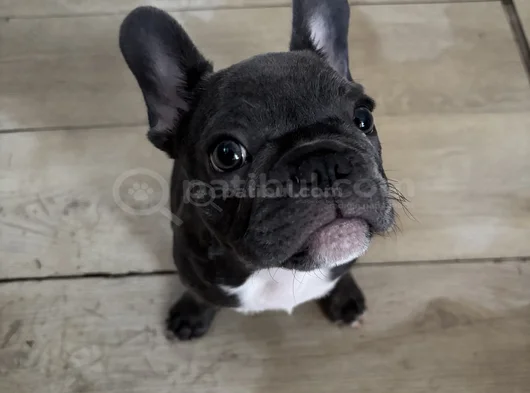 French Bulldog görsel