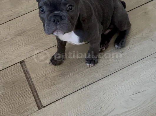 French Bulldog görsel