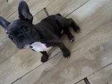 French bulldog