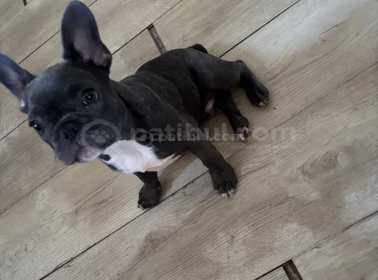 French Bulldog
