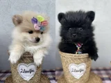 2 adet Pomerian 1 dişi 1 erkek