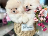 Ayıcıklar 2 minnoş Pomeranian boo