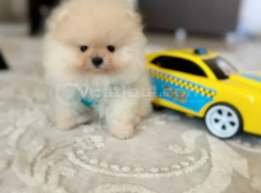 Ayıcıklar 2 Minnoş Pomeranian Boo görsel