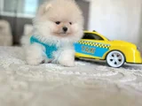 Ayıcıklar 2 Minnoş Pomeranian Boo