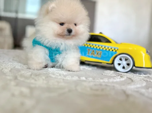 Ayıcıklar 2 Minnoş Pomeranian Boo görsel